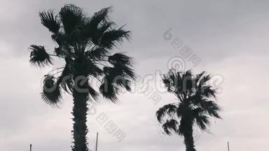 棕榈树随风摇曳。棕榈树在风中摇曳。强风使棕榈叶弯曲。海滩上恶劣的暴雨天气